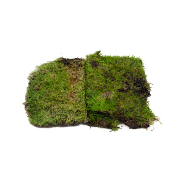 Sheets of moss - Sphagnum Shop