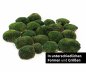 Preview: preserved ballmoss dark green window karton