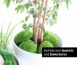Preview: preserved ballmoss dark green window karton