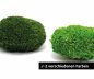 Preview: preserved ballmoss dark green window karton