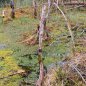 Preview: Sphagnum Moos 500 Gramm aus Chile