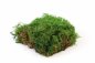 Preview: Preserved Fernmoss green Windowbox 0,2m²