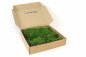 Preview: Preserved Fernmoss green Windowbox 0,2m²