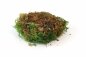 Preview: Preserved Fernmoss green Windowbox 0,2m²