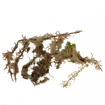 Sphagnum Moos lebend 2te Wahl 2 kg- 25 kg
