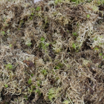 Sphagnum Moos lebend 2te Wahl 2 kg- 25 kg