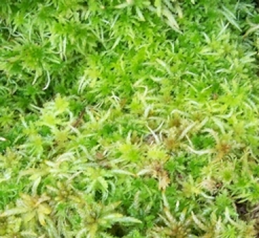 Lebendes Sphagnum Moos Sphagnum Moos Lebend 1000 Gramm