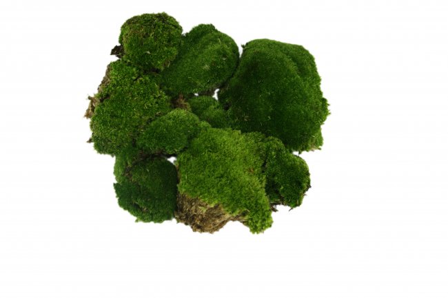 Bollenmoos Plattenmoos Kugelmoos 1 kg