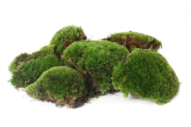 Bollenmoos Plattenmoos Kugelmoos 1 kg