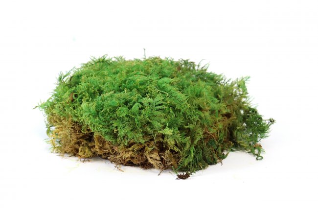 Preserved Fernmoss green Windowbox 0,2m²