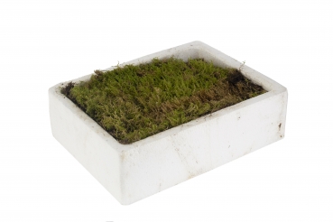Plattenmoos lebend, 2 Platten