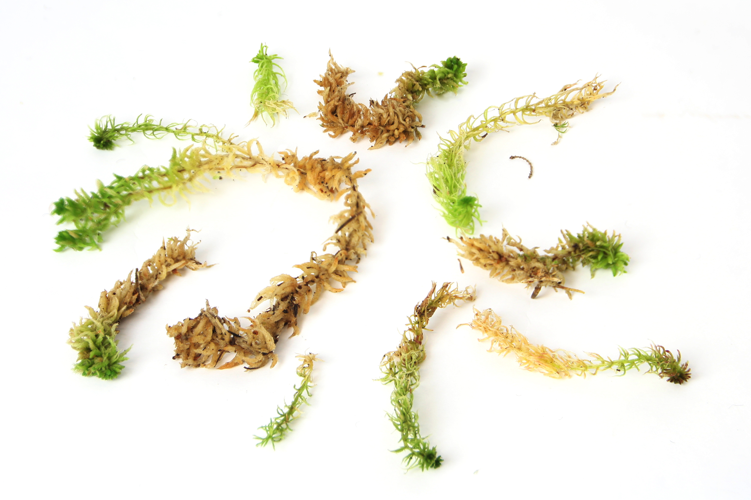 Sphagnum Moos Lebend 0 5 Kg Bis 25 Kg Sphagnum Shop