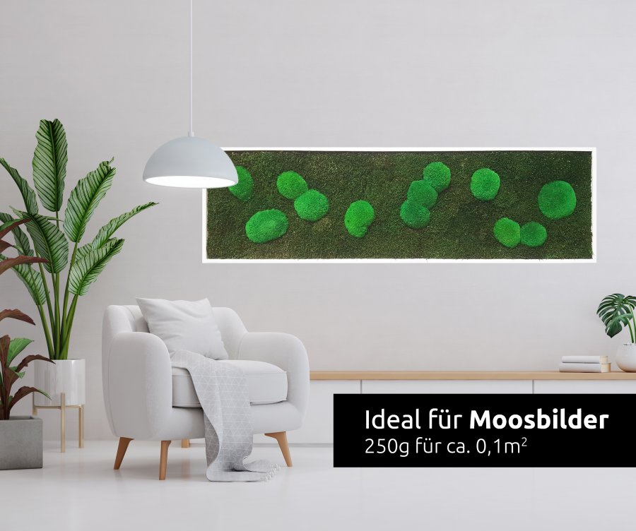 preserved ballmoss dark green window karton