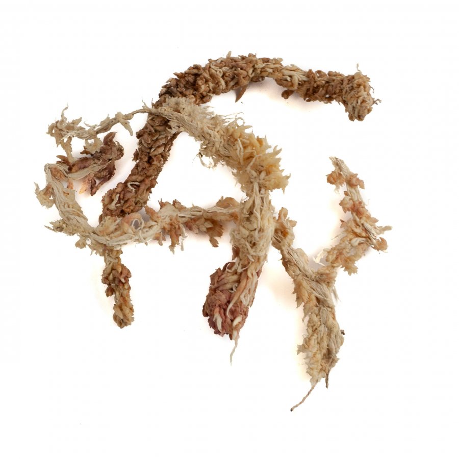 Sphagnum Moos 150 Gramm aus Chile