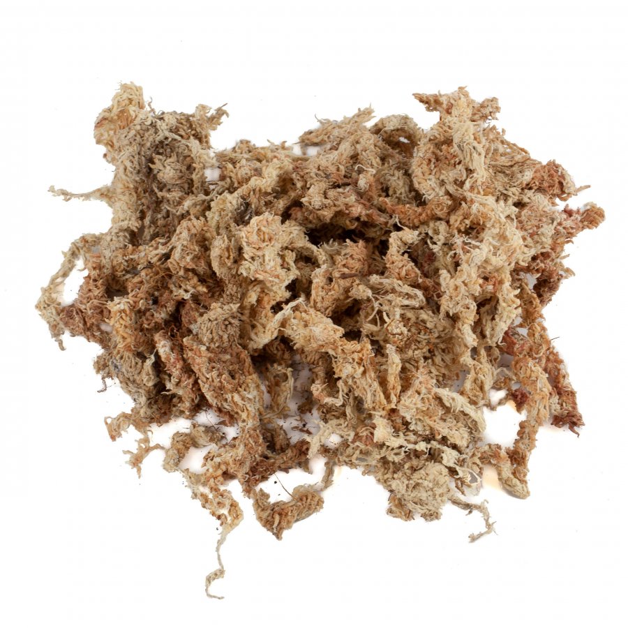 Sphagnum Moos 150 Gramm aus Chile