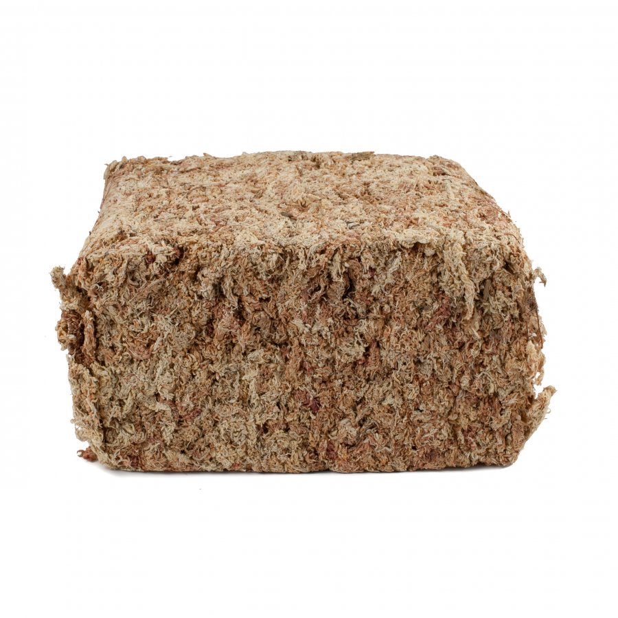 Sphagnum Moos 500 Gramm aus Chile