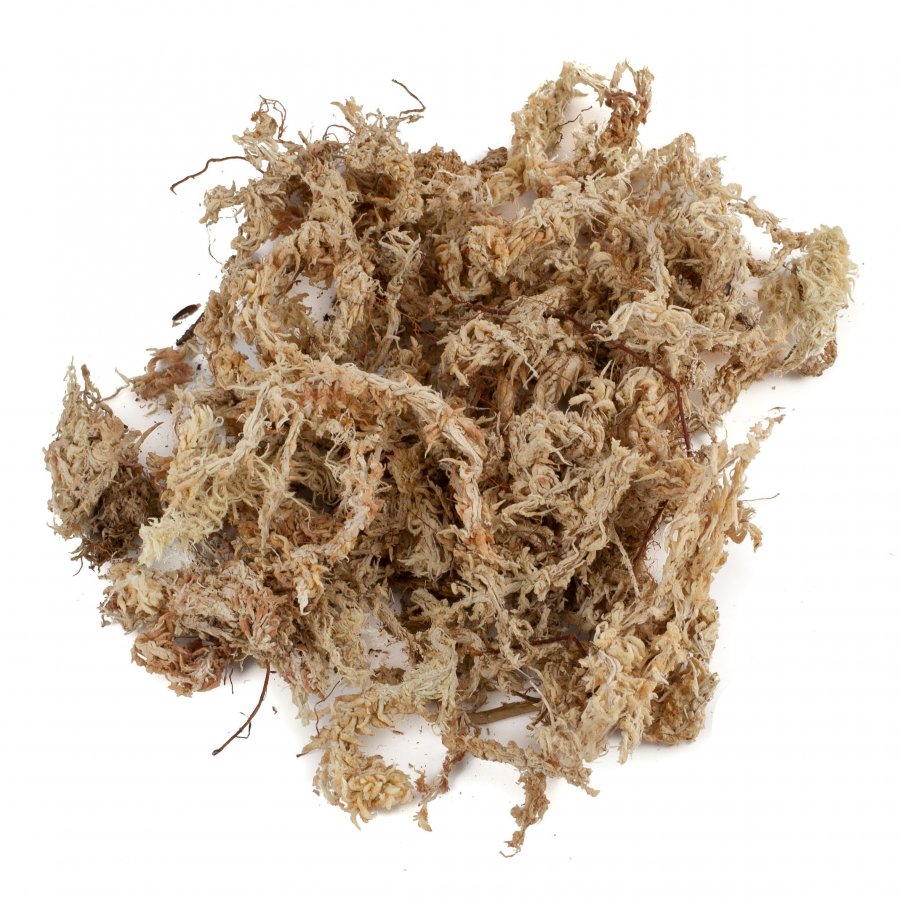 Sphagnum Moos 5 kg aus Chile