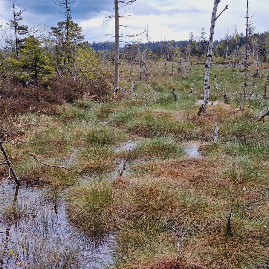 Sphagnum Moos 500 Gramm aus Chile