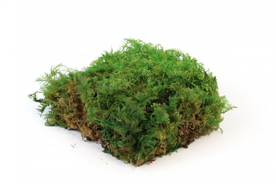 Preserved Fernmoss green Windowbox 0,2m²