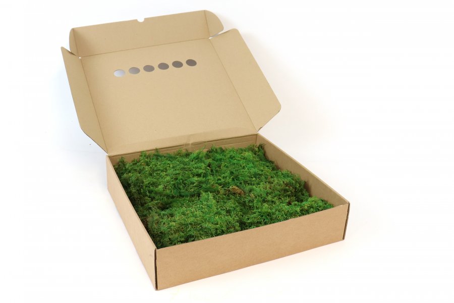 Preserved Fernmoss green Windowbox 0,2m²