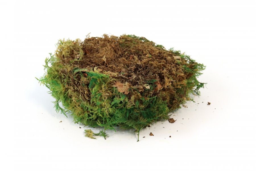 Preserved Fernmoss green Windowbox 0,2m²