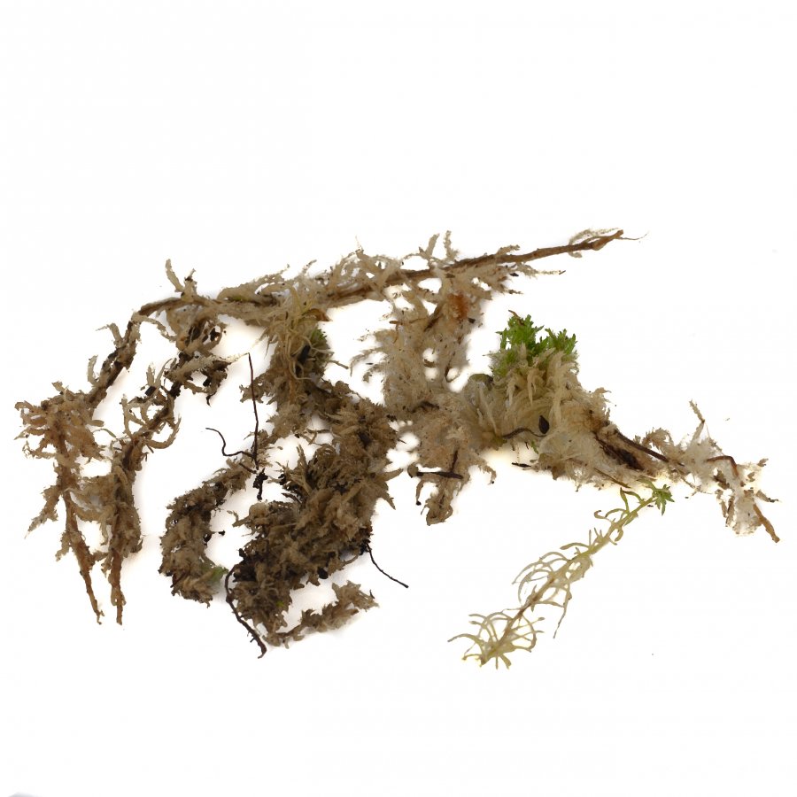 Sphagnum Moos lebend 2te Wahl 2 kg- 25 kg