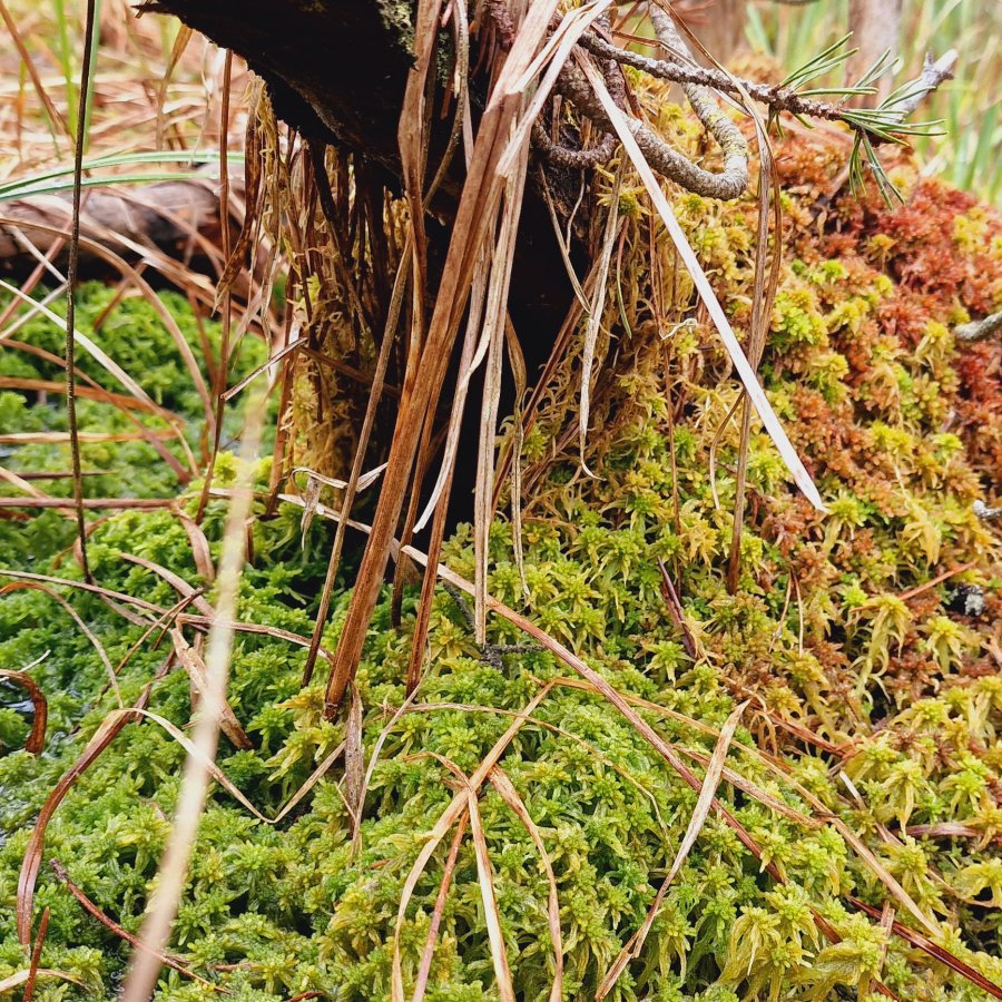 Sphagnum Moos lebend 0,5 kg bis 25 kg